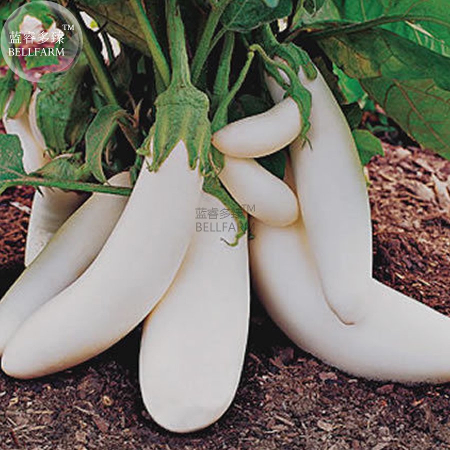 100 Fresh Seeds Eggplant Snowy Vegetable A Smooth Flavour Plants