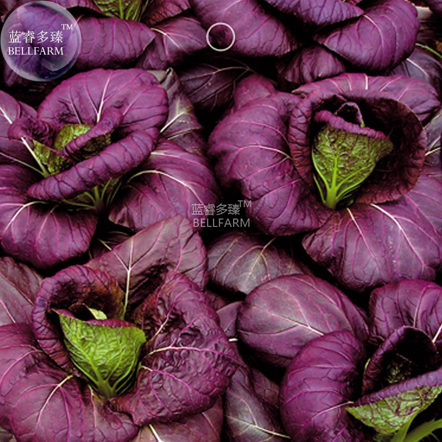 100 Fresh Seeds Bright Purple Brassica Napus Pakchoi Oragnic Chinese Cabbage Bok Choy Hardy Vegetabl