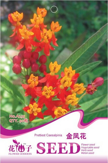 Caesalpinia Pulcherrima 30 Fresh Seeds