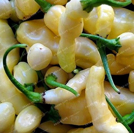 Aribibi Gusano Pepper Bolivian Chili Super Hot Caterpillar Pepper Organic 100 Fresh Seeds