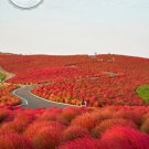 Red Kochia Scoparia Rare Exotic Grass Hardy Plants Fresh Seeds