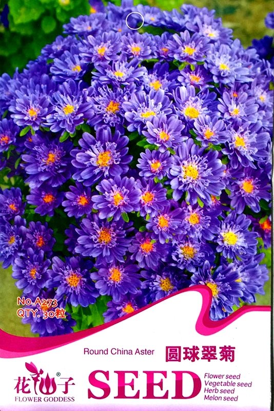 Blue Round China Aster Perennial Flower 30 Fresh Seeds