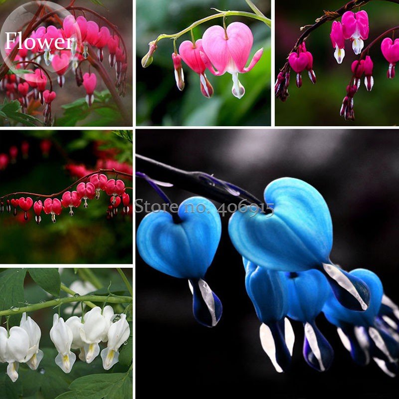 Dicentra Spectabilis Mixed Bleeding Heart 5 Fresh Seeds