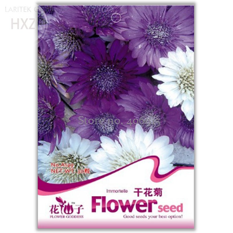Xeranthemum Annuum Flower 30 Suitable For Dried Flowers Fresh Seeds