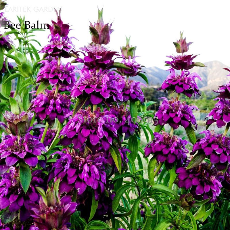 Organic Lemon Bee Balm 20 Fresh Seeds