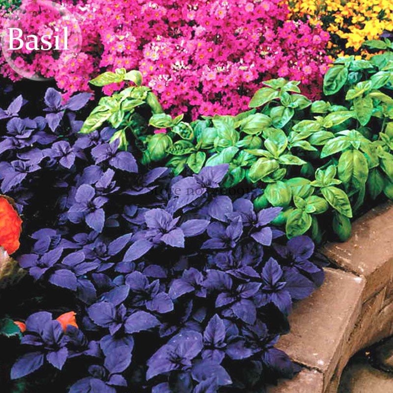Ocimum Basilicum Red Rubin Purple Green Basil Herbs 100 Fresh Seeds