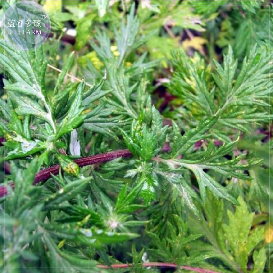 Herbs Plant Mugwort 100 Perennial With Clusters Of Small White Flowers Fresh Seeds