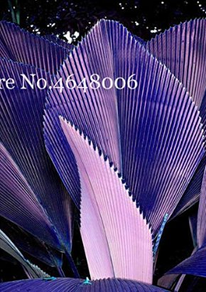 100 Bag Purple Travelers Palm Flores Bonsai Ravenala Madagascariensis Chinese Fan Palm Plant Fresh S