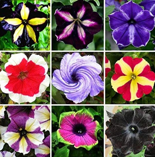 100 Rare Petunia Flower Plants 24 Kinds Of Petunia Flower Can Choose Bonsai Tree Plantas Fresh Seeds