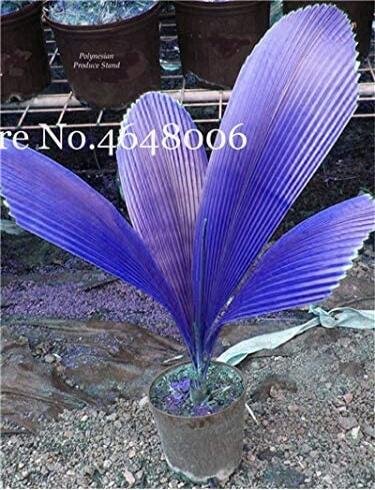 100 Bag Purple Travelers Palm Flores Bonsai Ravenala Madagascariensis Chinese Fan Palm Fresh Seeds