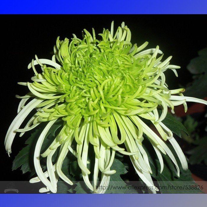 Green Spider Chrysanthemum Flower 100 . Fresh Seeds