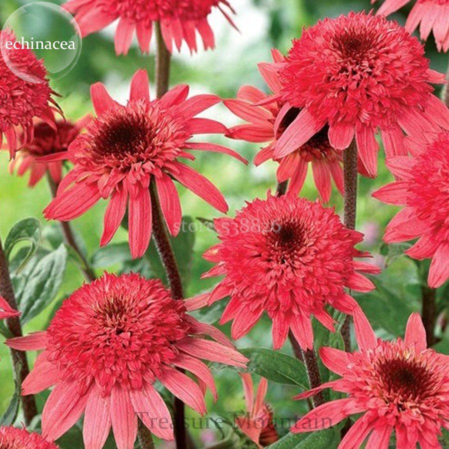 100 Raspberry Truffle Echinacea Coneflowers Fresh Fresh Seeds