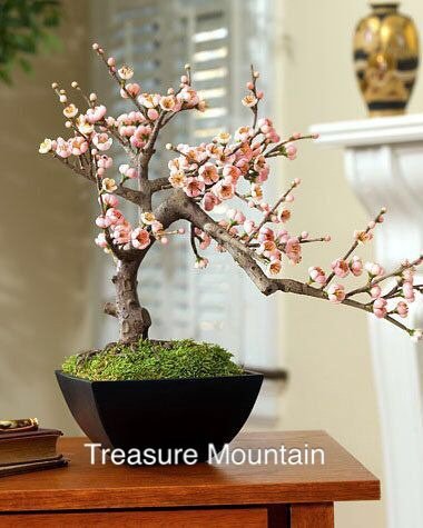 Heirloom Bonsai Pink Peach Flower 2 Fresh Fresh Seeds