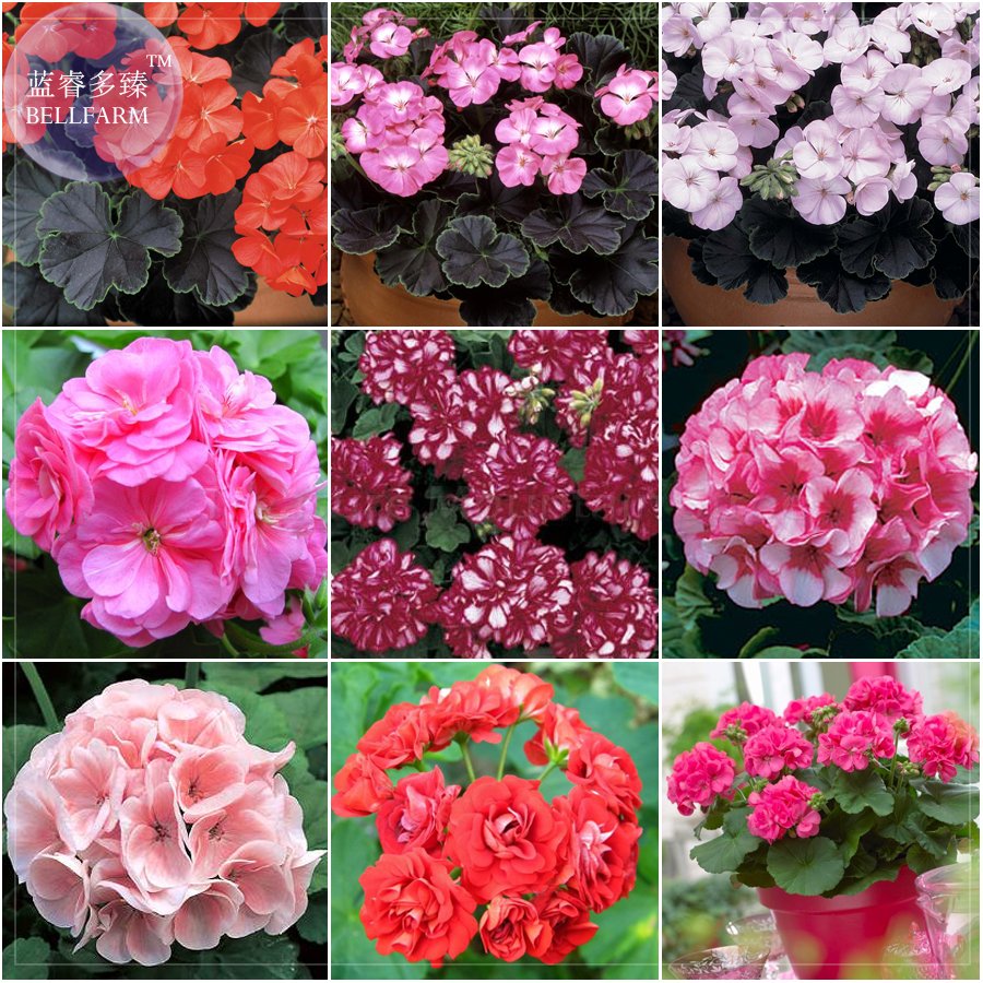 10 Geranium Mixed 9 Types Bonsai Fresh Fresh Seeds