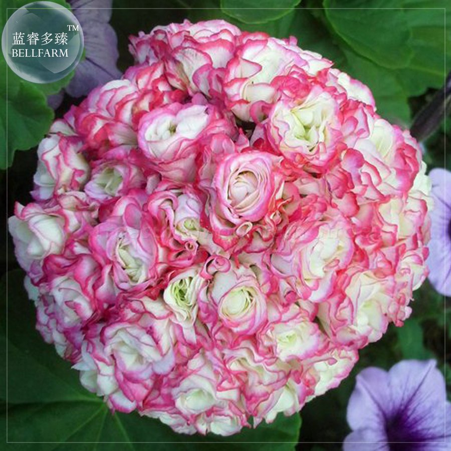 10 Geranium Appleblossom Rosebud Zonal Fresh Fresh Seeds