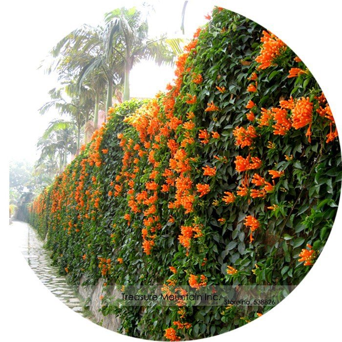 5 Rare Chinese Orange Pyrostegia Venusta Perennial Climbing Plant Fresh Fresh Seeds