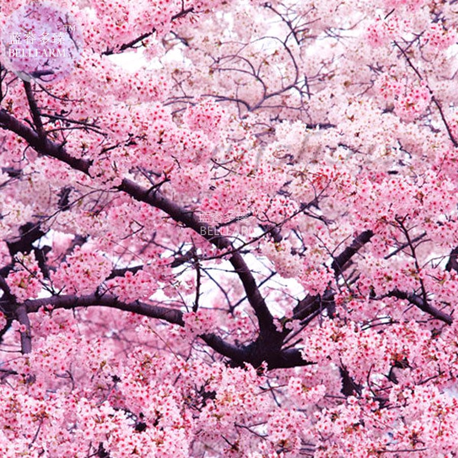 Japanese Pink Cherry Blossom Sakura Tree 20 Fresh Fresh Seeds