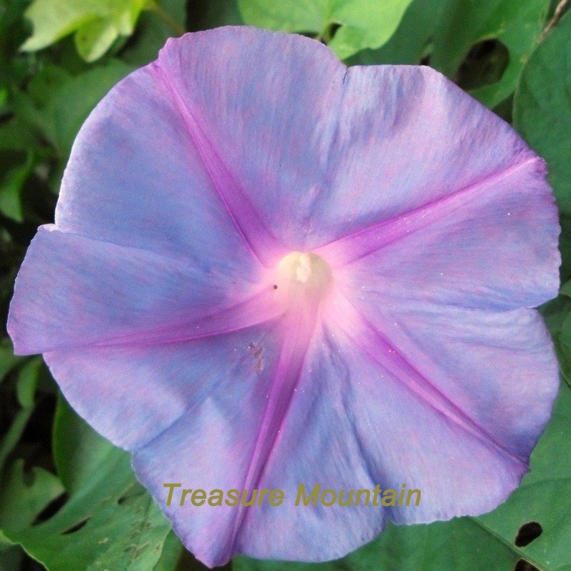 50 Purple Morning Glory Ipomoea Nil Fresh Fresh Seeds