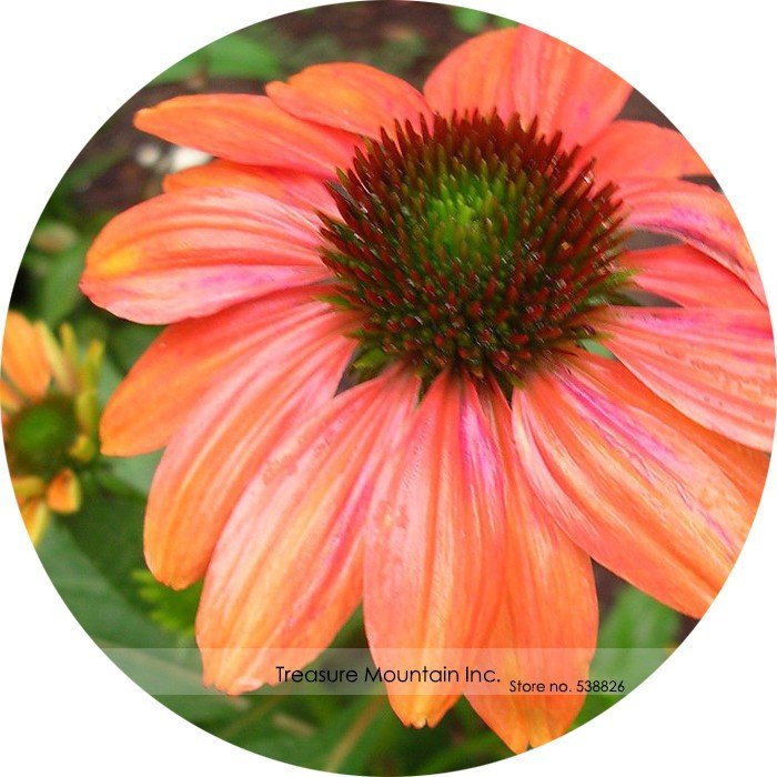 200 Cheyenne Spirit Orange Echinacea Perennial Coneflower Fresh Fresh Seeds
