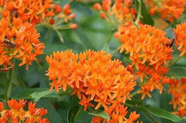 400 Butterfly Milkweed Monarch Flower Asclepias Tuberosa Fresh Fresh Seeds