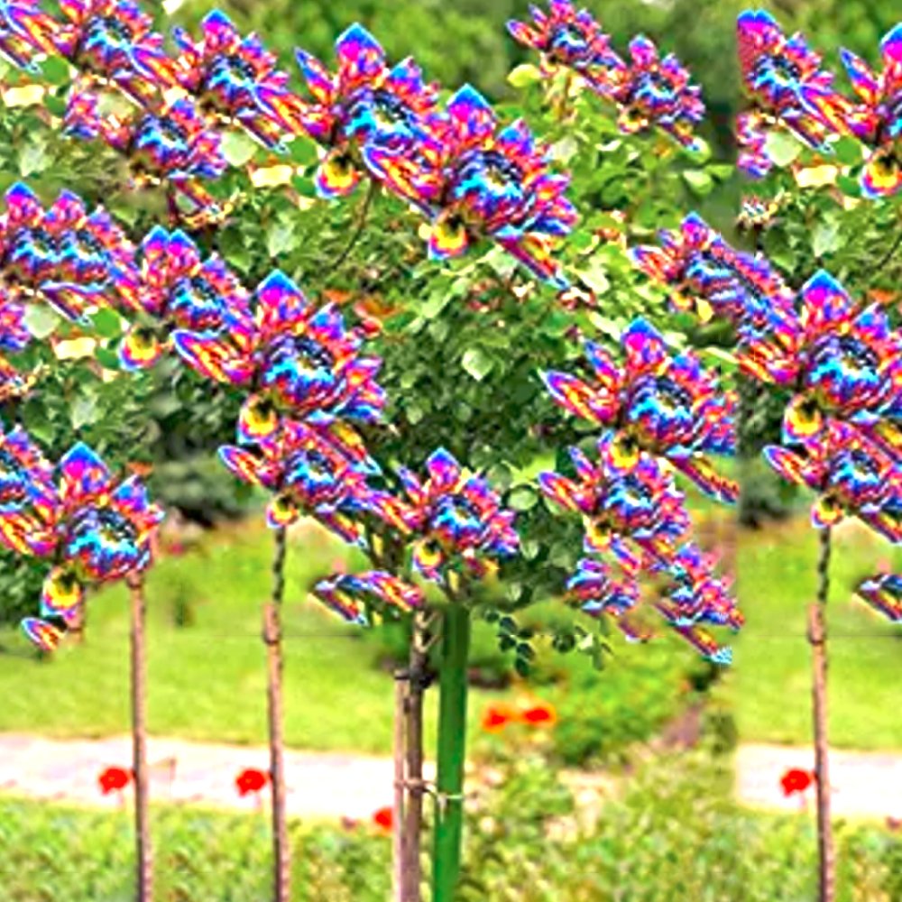 50 Dahlia Tree Bonsai Flowers Colorful Fresh Fresh Seeds