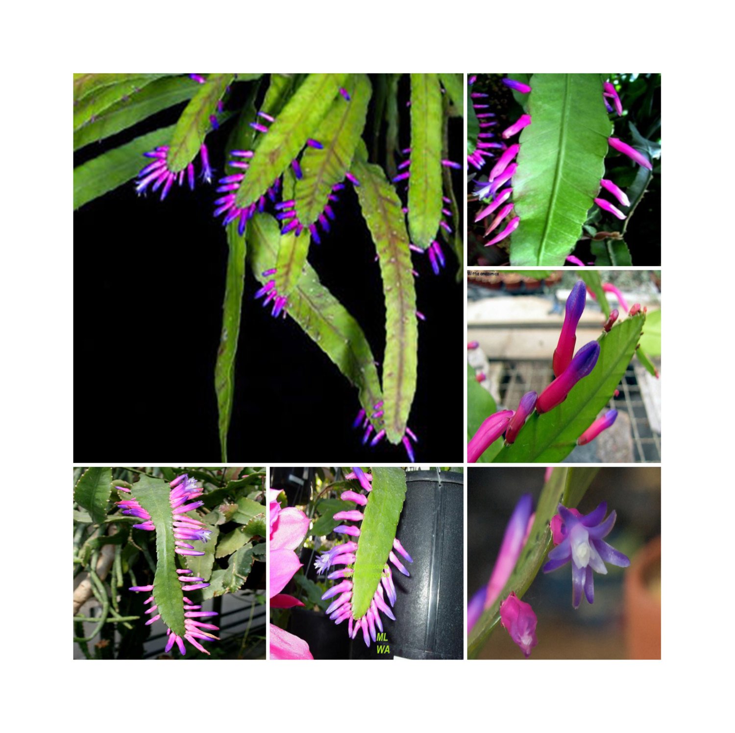 5 Wittia Amazonica Amazing Epiphyllum Fresh Fresh Seeds