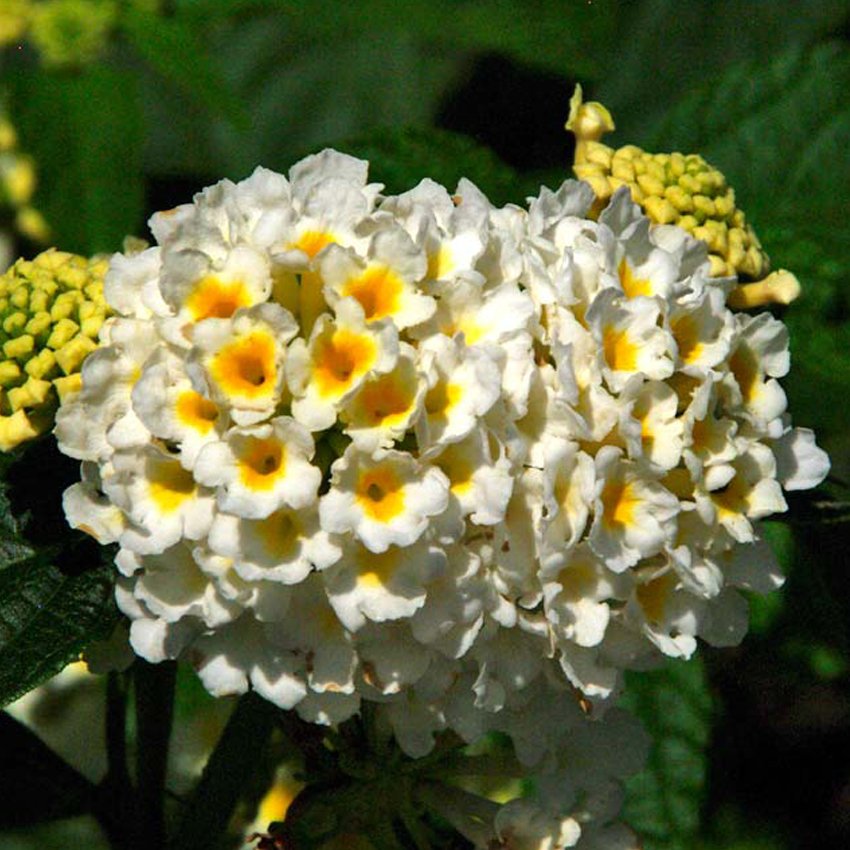 20 Fresh Seeds Lantana Camara Perennial Bonsai Flowers T4