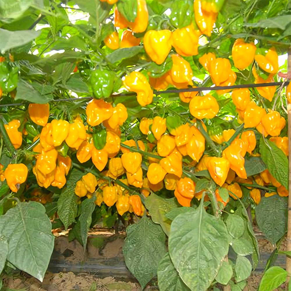 50 Fresh Seeds Hybrid F1 Yellow Devil Pepper & Chilli