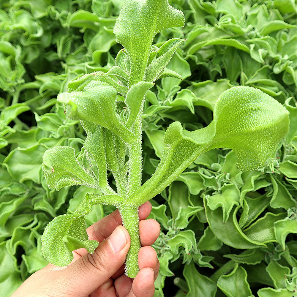 300 Fresh Seeds Crystalline Ice Plant Vegetable