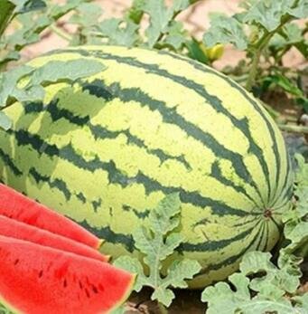20 Lazy Melon King Watermelon Bonsai Red Meat Garden Balcony Potted Vegetables