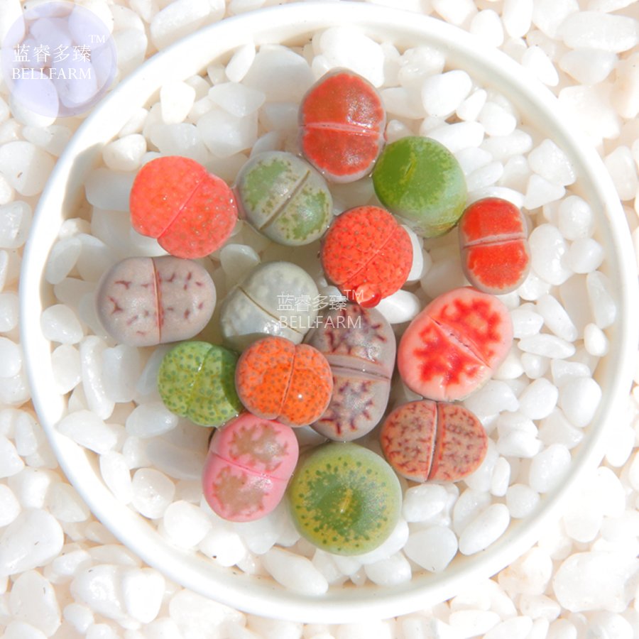 10 Fresh Seeds Mixed 10 Types Of Lithops Succulent Green Red Gray Bi Color Living Stones