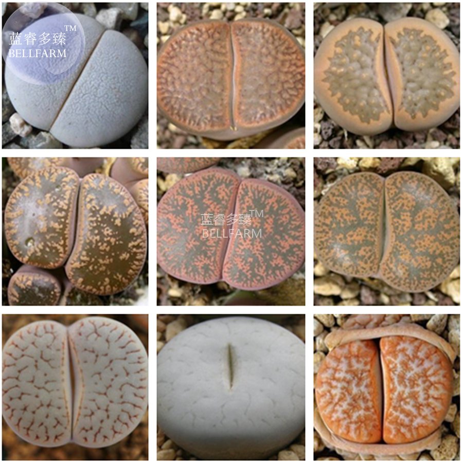 10 Fresh Seeds Mixed 9 Types Of Lithops Pseudotruncatella