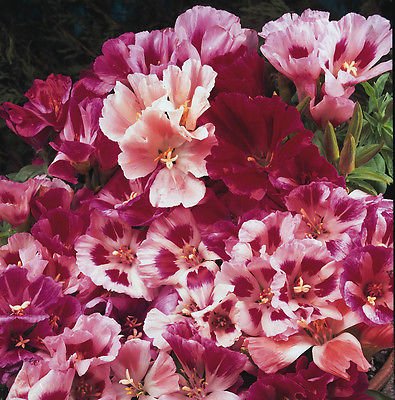 Clarkie Godetia Double Azalea Strain 50 Fresh Fresh Seeds