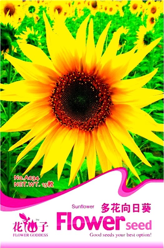 Peking Vedova Bonsai Yellow Ornamental Sunflower 15  Fresh Fresh Seeds