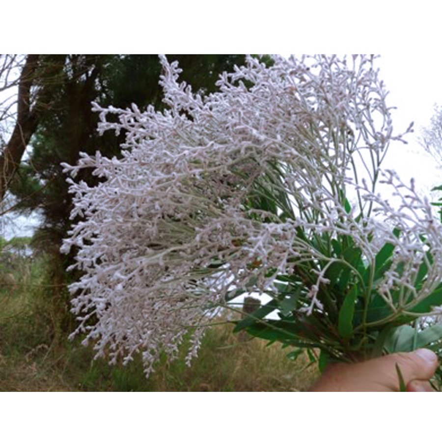 3 Conospermum Incurvum Plume Smokebush Fresh Fresh Seeds