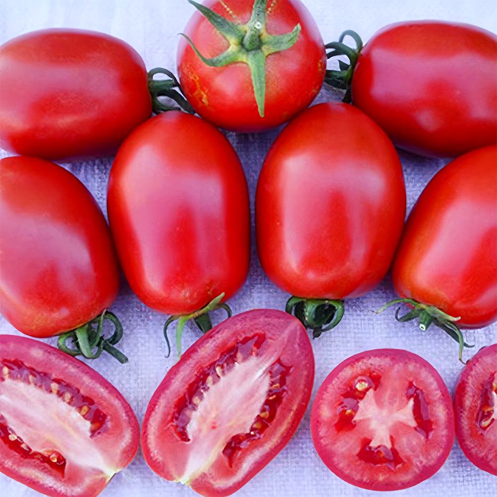 5 Bags 200 Fresh Seeds Bag Of Top Performing Salad Tomato Jam Selection