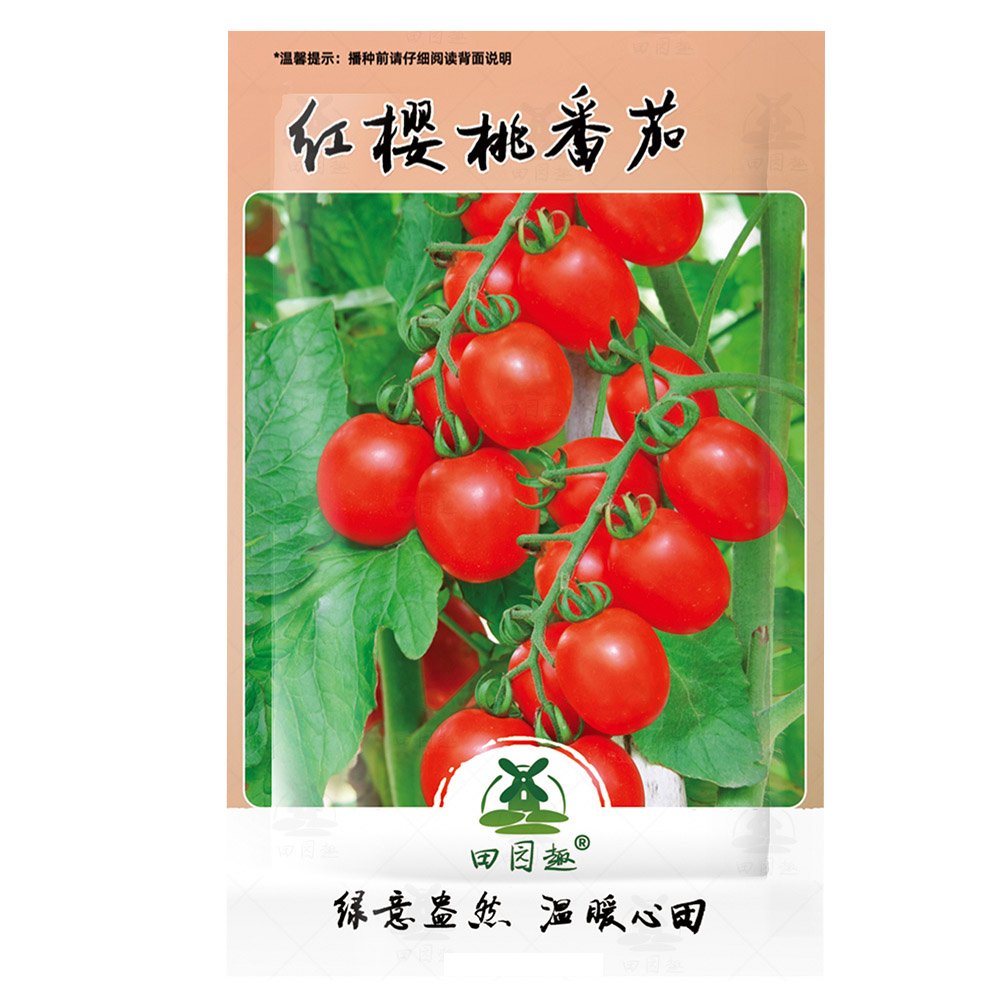 100 Fresh Seeds Indoor Tomato Vishenka Cherry Red Vegetable Organic