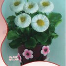 10 Original s 60 Fresh Seeds  Dwarf White English Daisy Bellis Perennis Flower Fresh Seeds