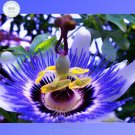 100 Fresh Seeds  Hardy Fragrant Passion Flower Osaka