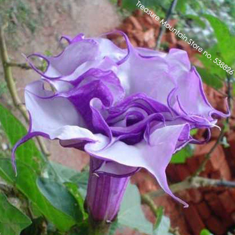 10 Fresh Seeds Purple Corrugated Double Morning Glory Fresh Seeds
