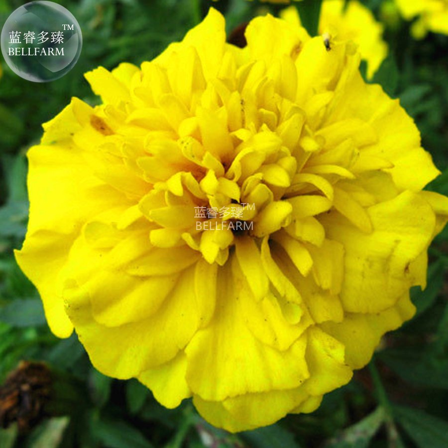 Yellow French Marigold Fresh Seeds 50 Fresh Seeds