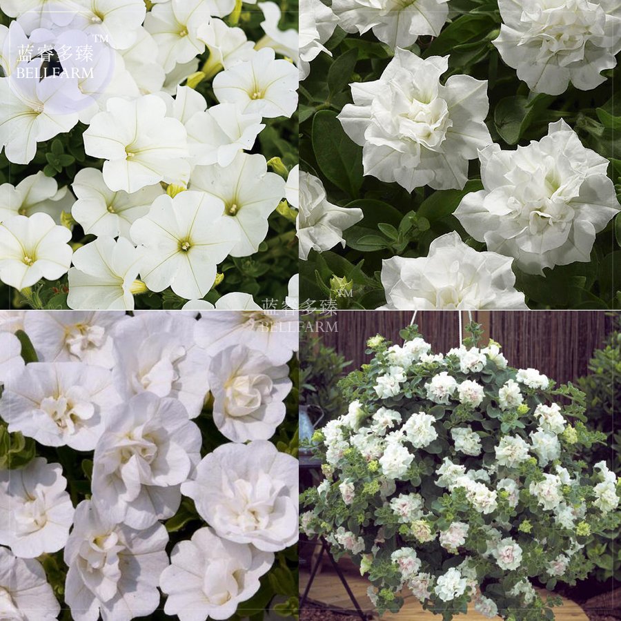 Mixed 4 Types Of White Petunia Flowers 200 Fresh Seeds Strongly Trailing Single Double Petals Calibr