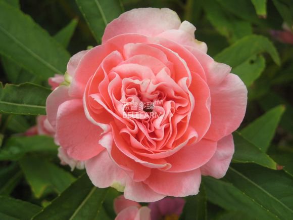 Pink Balsam Perennal Impatiens Flower Fresh Seeds 20 Fresh Seeds