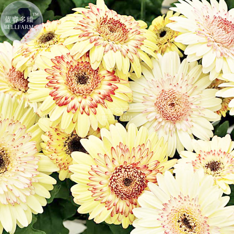 Daisy Light Yellow Perennial Flower Fresh Seeds 200 Fresh Seeds 8 Layer Yellow Red Double Petals Big