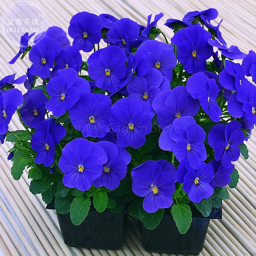 Viola Cornuta Blue Pansy Fresh Seeds 30 Fresh Seeds Winter Handy Plant Flowers