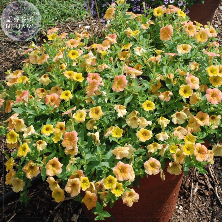 Yellow Orange Star Petunia Fresh Seeds 200 Fresh Seeds