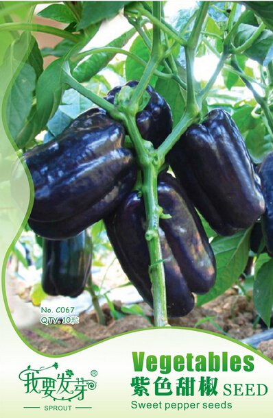 Anhui Dark Purple Sweet Pepper F1 Fresh Seeds . 10 Fresh Seeds