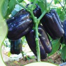 Anhui Dark Purple Sweet Pepper F1 Fresh Seeds . 10 Fresh Seeds