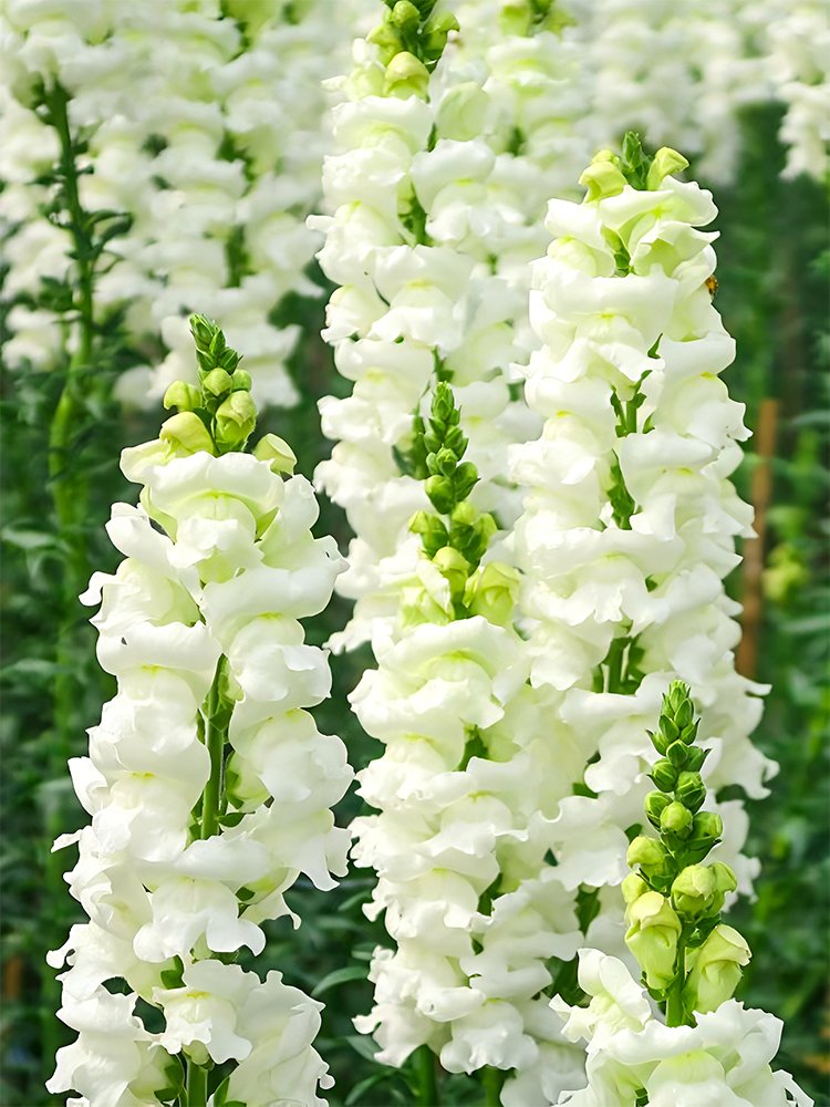 500 Fresh Seeds Tall White Snapdragon