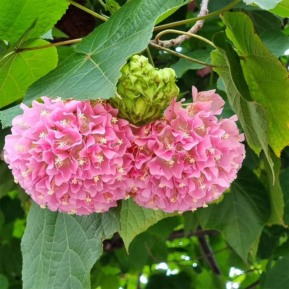100 Dombeya Hydrangea Shrub Seeds Landscape Brightener for Stunning Displays Flower